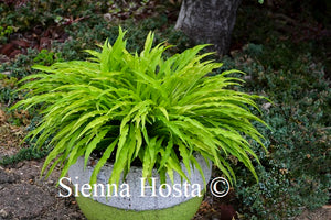 Hosta 'Party Streamers'