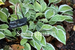 Hosta 'Hush Puppie'