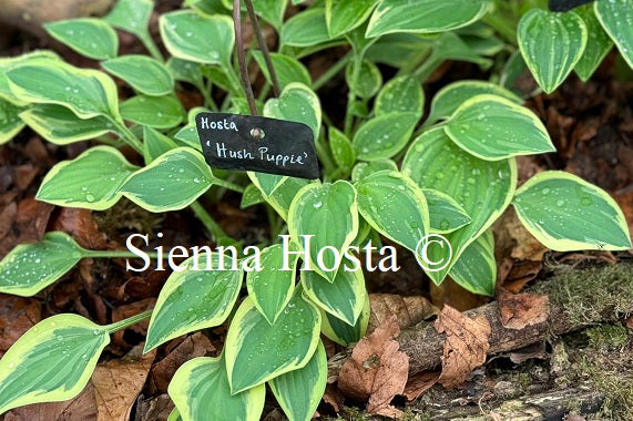 Hosta 'Hush Puppie'