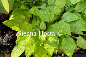 Hosta 'Hydon Sunset'