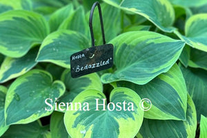 Hosta 'Bedazzled'