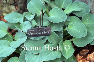 Hosta 'Blue Mouse Ears'