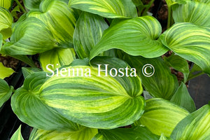 Hosta 'The Sweetest Thing'