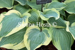 Hosta 'Delicious'