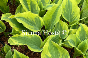 Hosta 'The King'