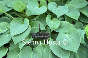 Hosta 'Abiqua Blue Edger'