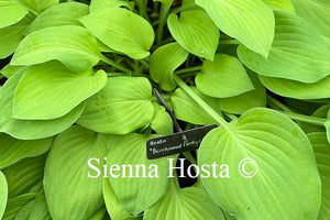 Hosta 'Birchwood Parky's Gold'