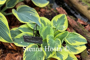 Hosta 'Bedazzled'