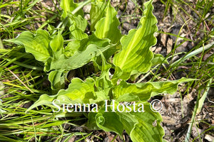 Hosta 'Lakeside Paisley Print'