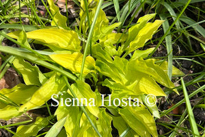 Hosta 'Hydon Sunset'