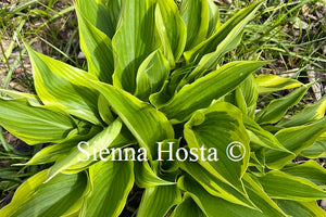 Hosta 'Lakeside Spruce Goose'