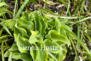 Hosta 'Ilicit Affair'