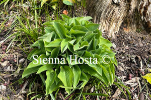 Hosta 'Parky's Prize'