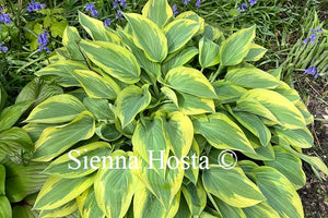 Hosta 'Angelique'