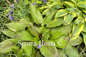 Hosta 'First Blush'