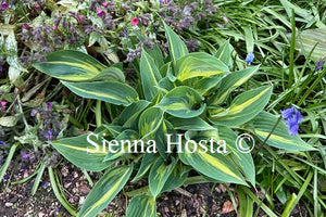 Hosta 'Stand By Me'