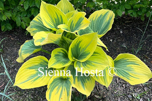 Hosta 'Liberty'