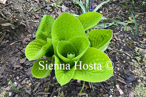 Hosta 'Maui Buttercup'