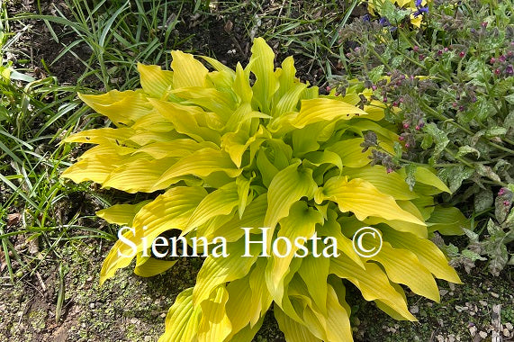 Hosta 'Hadspen Samphire'