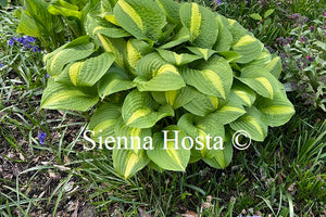 Hosta 'Lakeside Spellbinder'