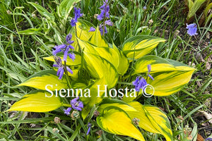 Hosta 'Orange Star'