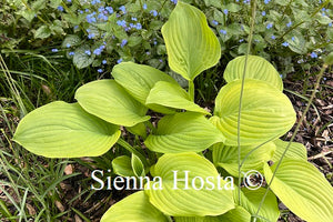 Hosta 'Fragrant Bouquet'