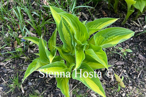 Hosta 'Christmas Candy'