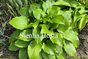 Hosta 'One Man's Treasure'