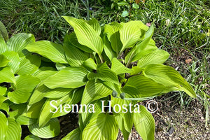 Hosta 'Funky Monkey'