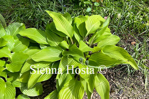 Hosta 'Funky Monkey'