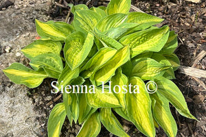 Hosta 'Light of Day'