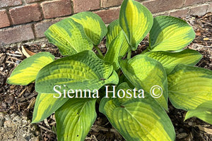 Hosta 'Paul's Glory'