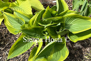 Hosta 'Final Victory'