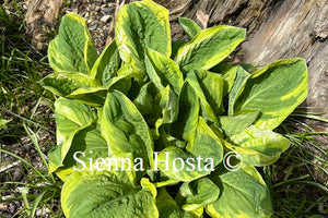 Hosta 'Carnival'