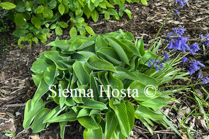 Hosta 'Toy Soldier'