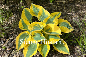 Hosta 'Autumn Frost'