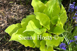 Hosta 'Holar Rising Flame'