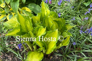 Hosta 'Amalia'