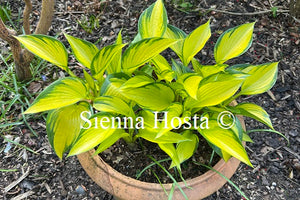 Hosta 'Orange Star'