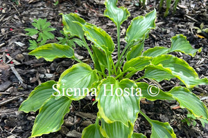 Hosta 'Tea at Betty's'