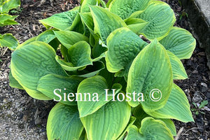 Hosta 'Lakeside Rhapsody'