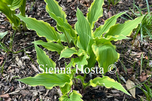 Hosta 'Kinky Boots'