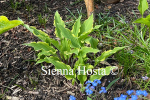 Hosta 'Kinky Boots'