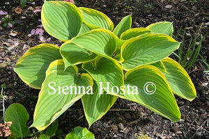 Hosta 'Majesty'