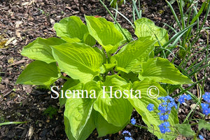 Hosta 'Old Glory'