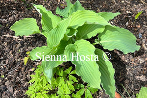 Hosta 'skywriter'