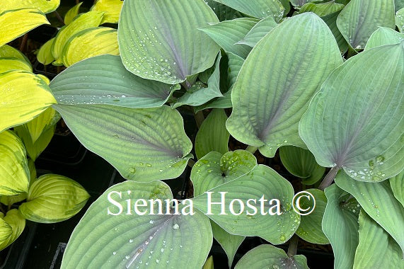 Hosta 'Purple Haze'