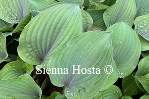 Hosta 'Purple Haze'