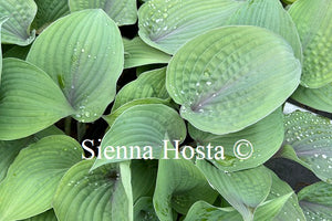 Hosta 'Purple Haze'