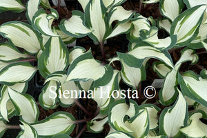 Hosta 'Muss Christa'